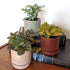Fittonia planted in Oslo ceramic planter